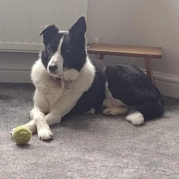 Border Collie