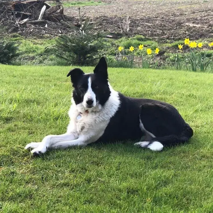 Border Collie