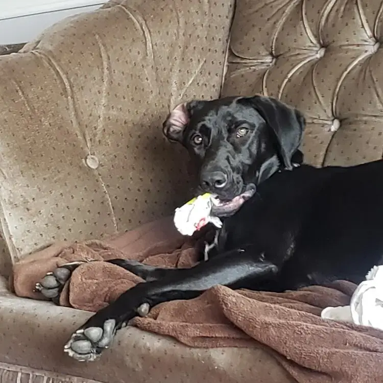 German Short-Haired Pointer