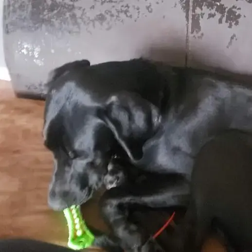 German Short-Haired Pointer