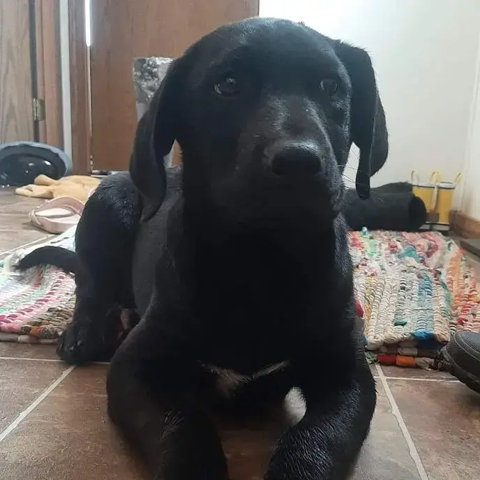 German Short-Haired Pointer