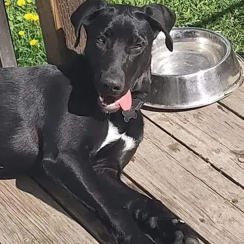 German Short-Haired Pointer