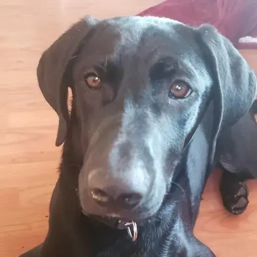 German Short-Haired Pointer