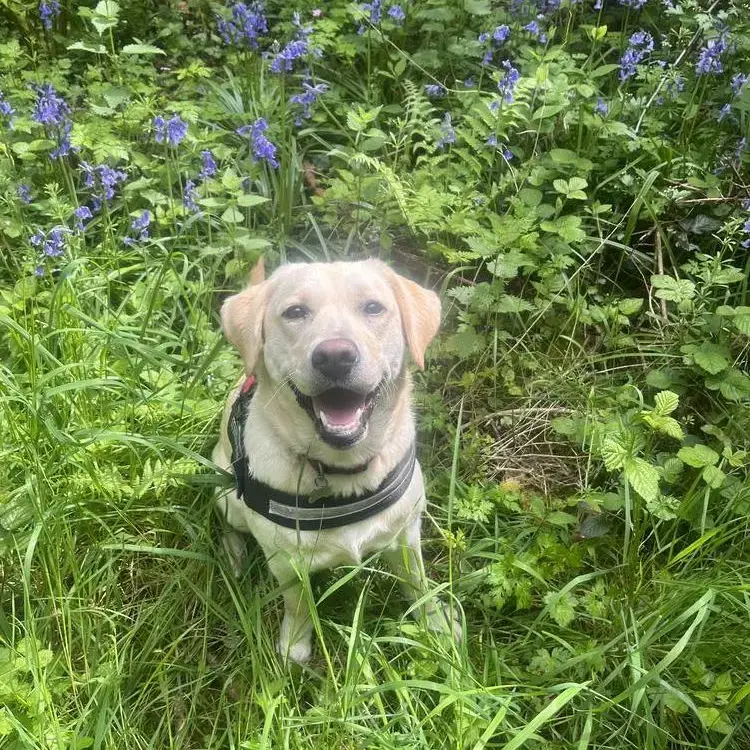 Labrador Retriever