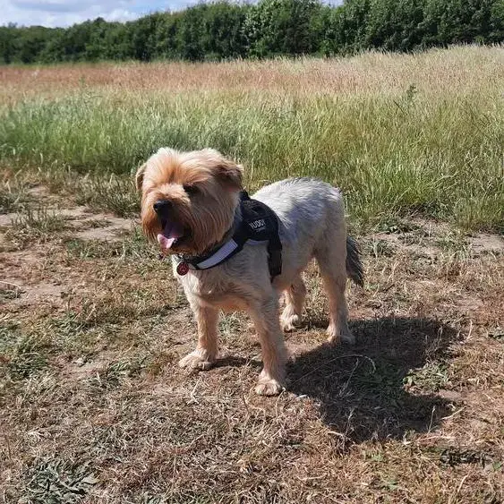 Yorkshire Terrier