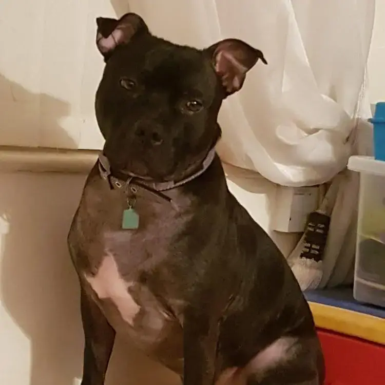 Staffordshire Bull Terrier