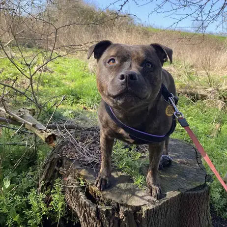 Staffordshire Bull Terrier