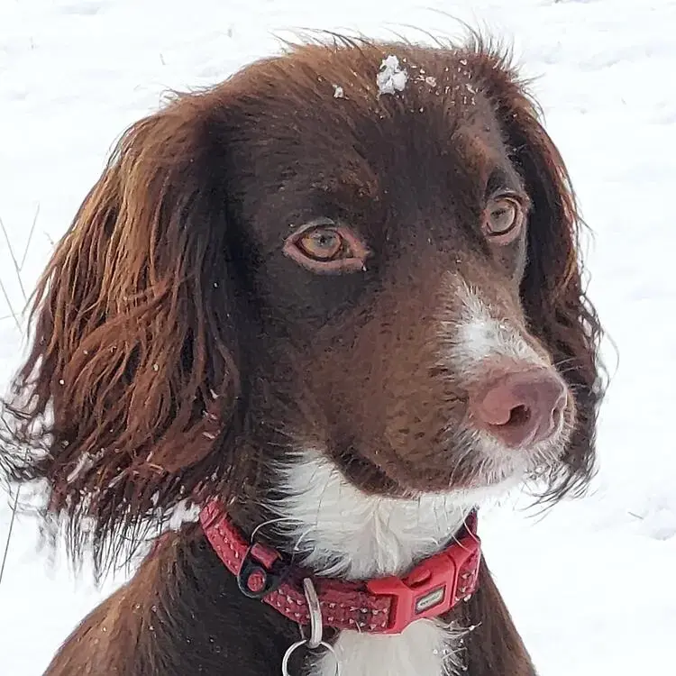 Cocker Spaniel (English)