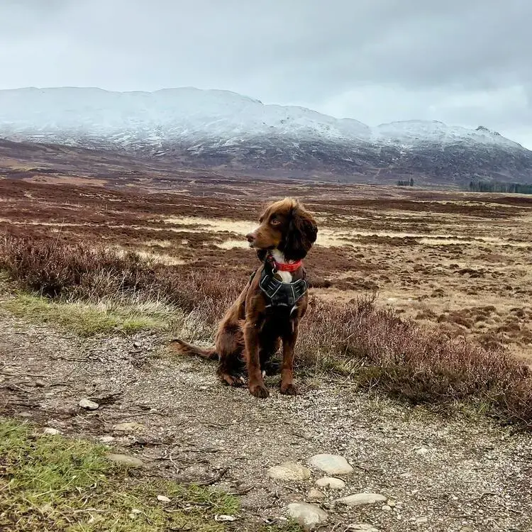 Cocker Spaniel (English)