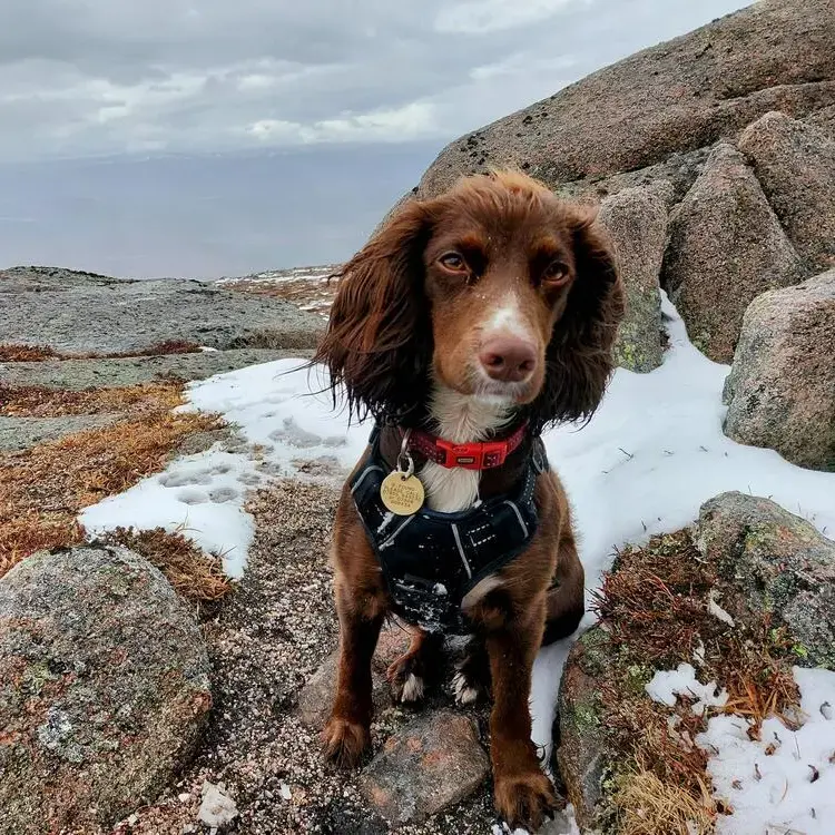 Cocker Spaniel (English)