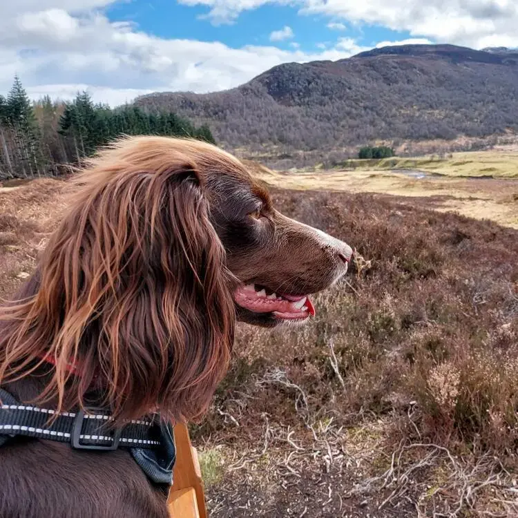 Cocker Spaniel (English)