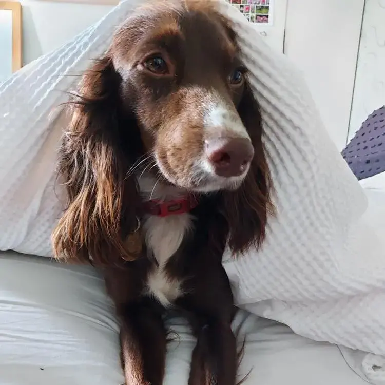 Cocker Spaniel (English)