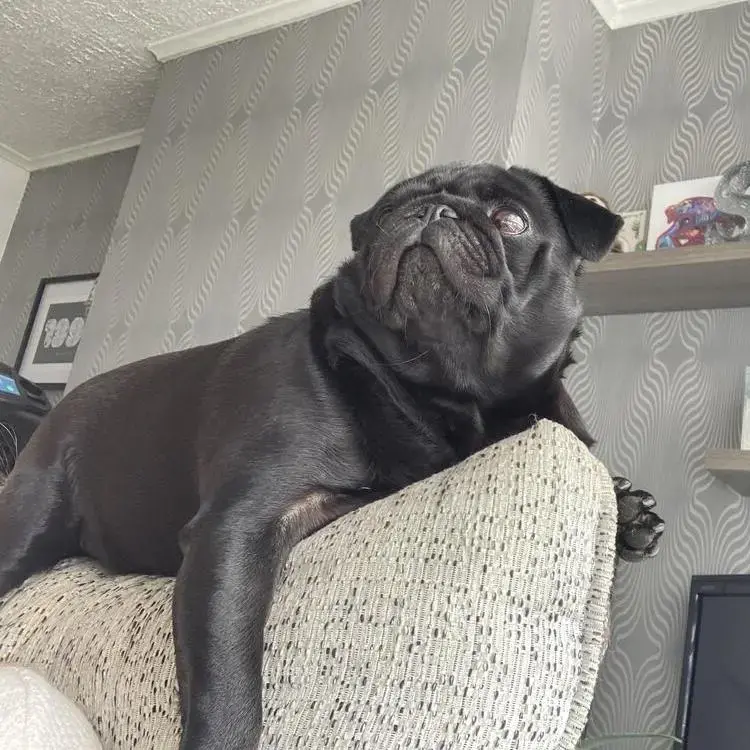 Pug