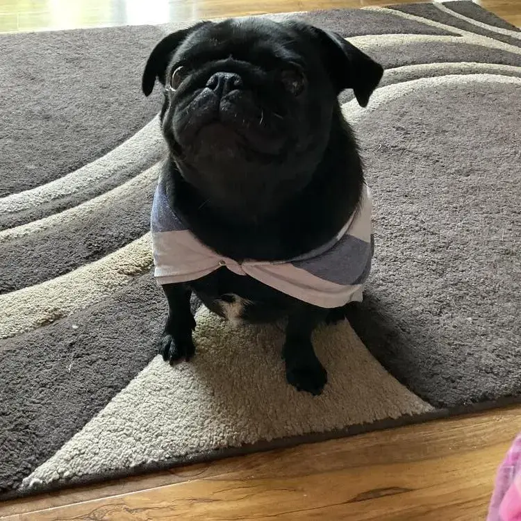 Pug