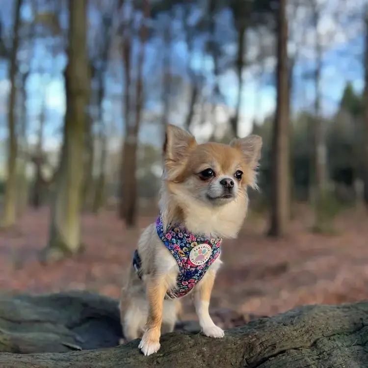 Chihuahua (Long Coat)