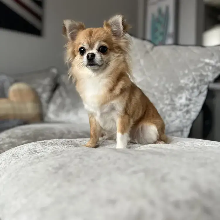 Chihuahua (Long Coat)