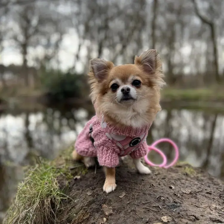 Chihuahua (Long Coat)