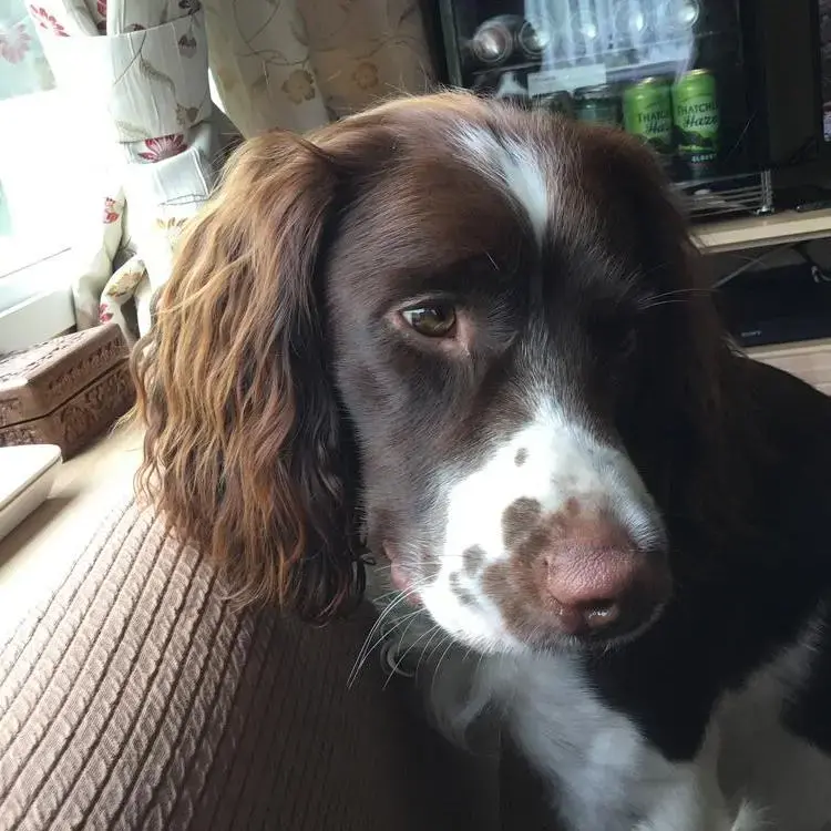 English Springer Spaniel