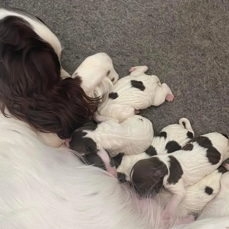 English Springer Spaniel