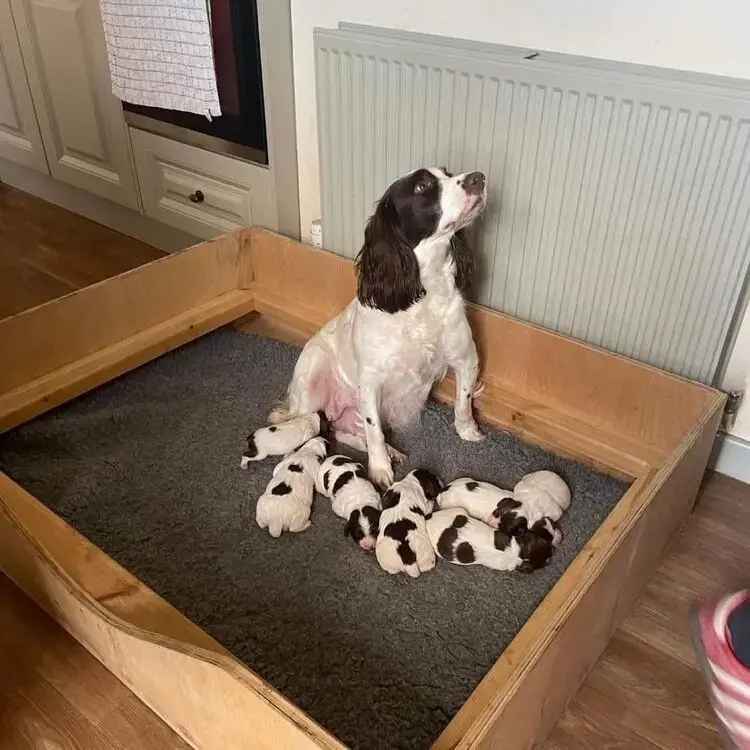 English Springer Spaniel