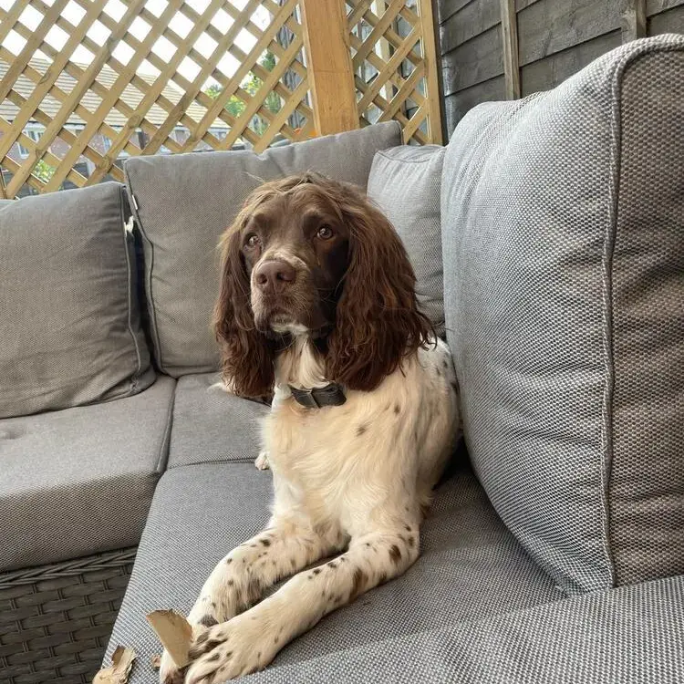 English Springer Spaniel