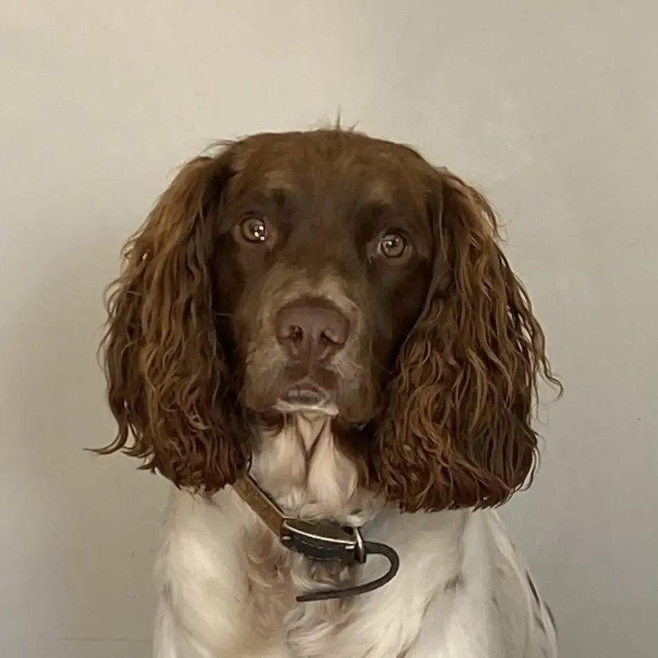 English Springer Spaniel