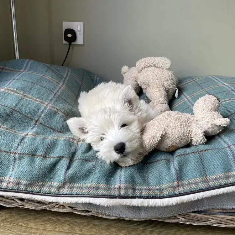 West Highland White Terrier