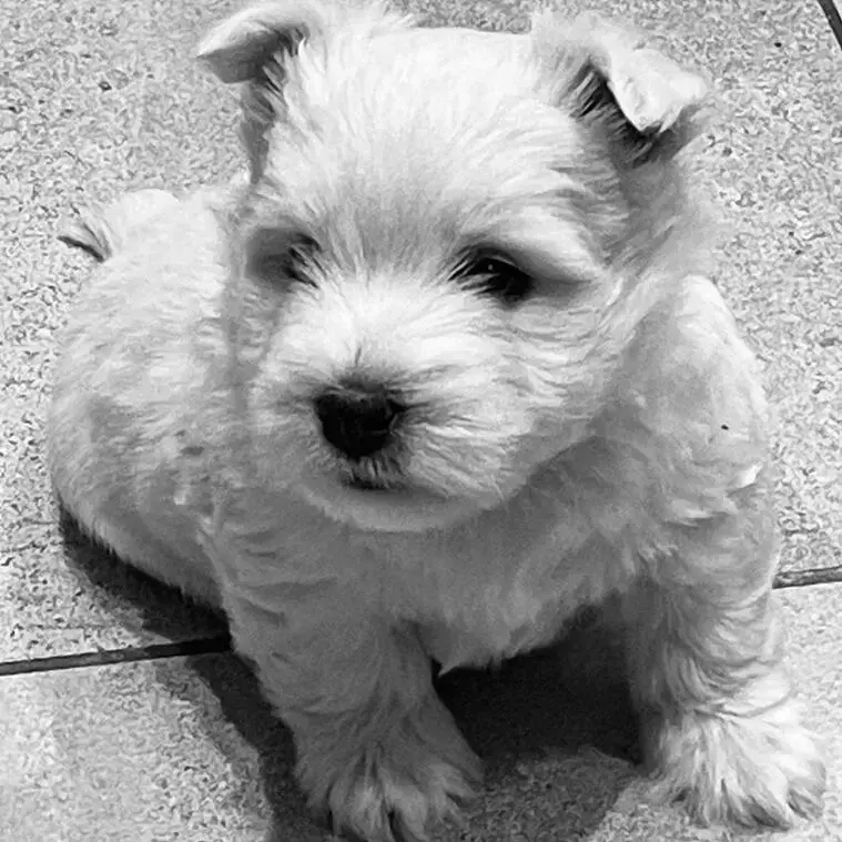 West Highland White Terrier