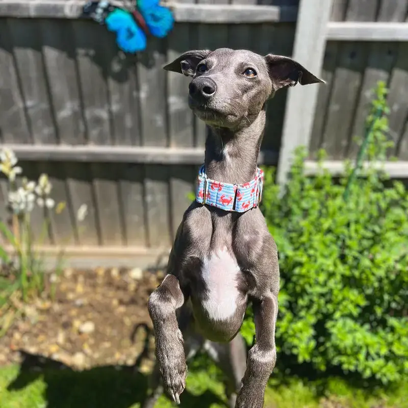 Whippet