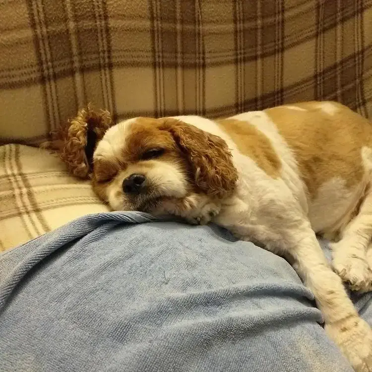 King Charles Spaniel