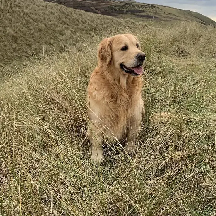 Golden Retriever