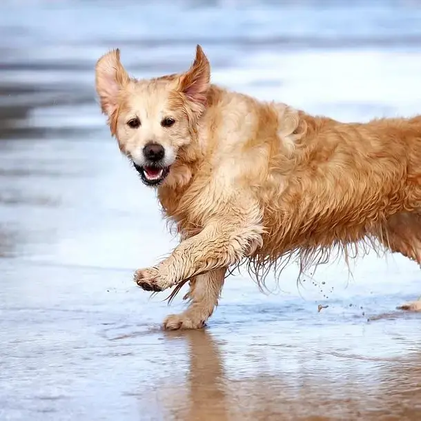 Golden Retriever