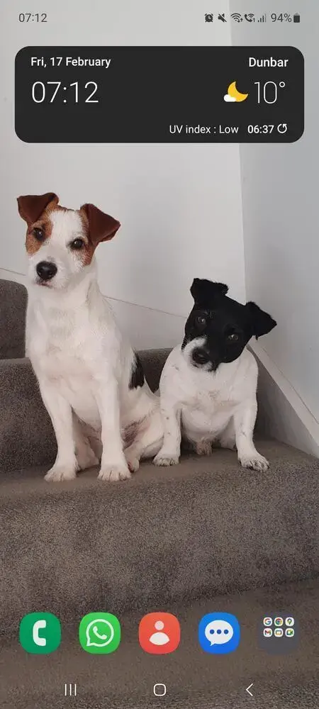 Jack Russell Terrier