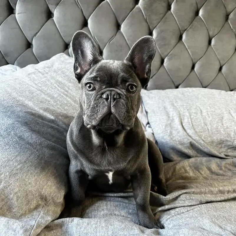 French Bulldog