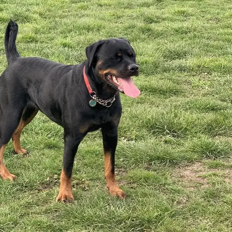 Rottweiler