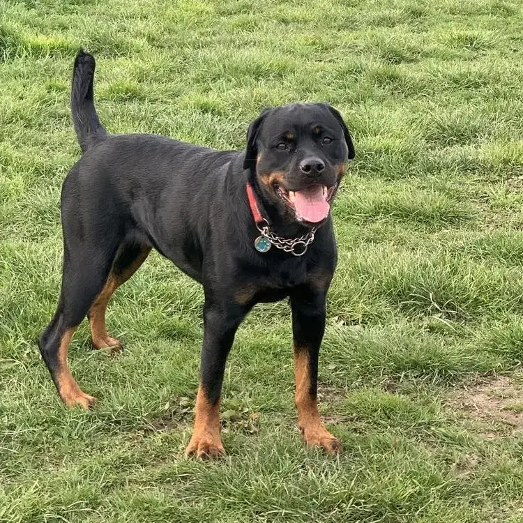 Rottweiler