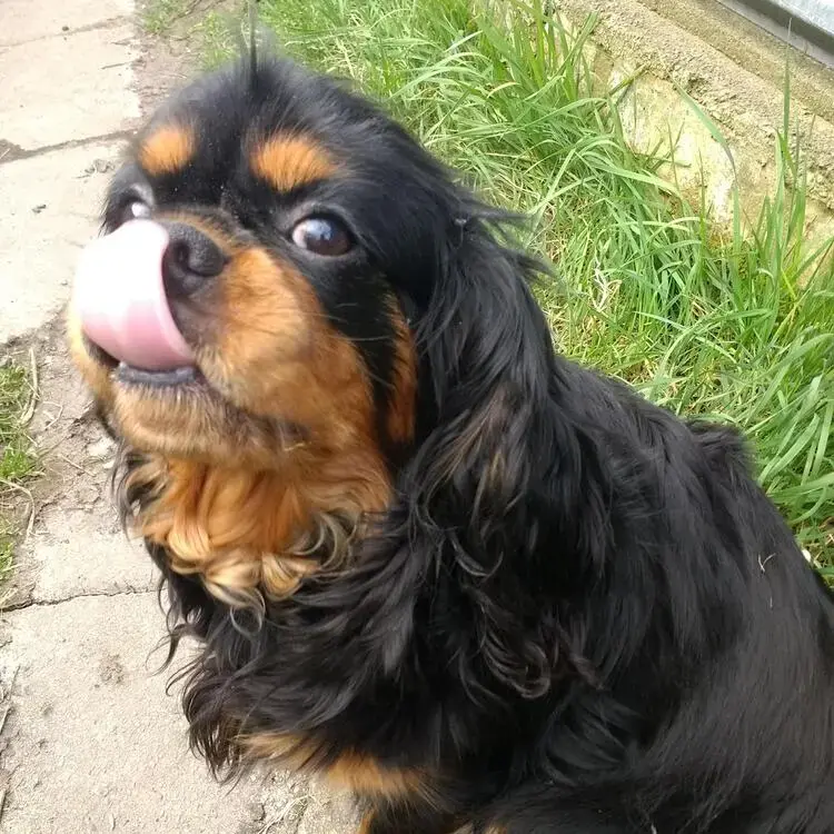 King Charles Spaniel