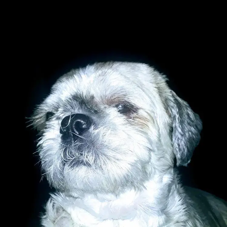 Shih Tzu