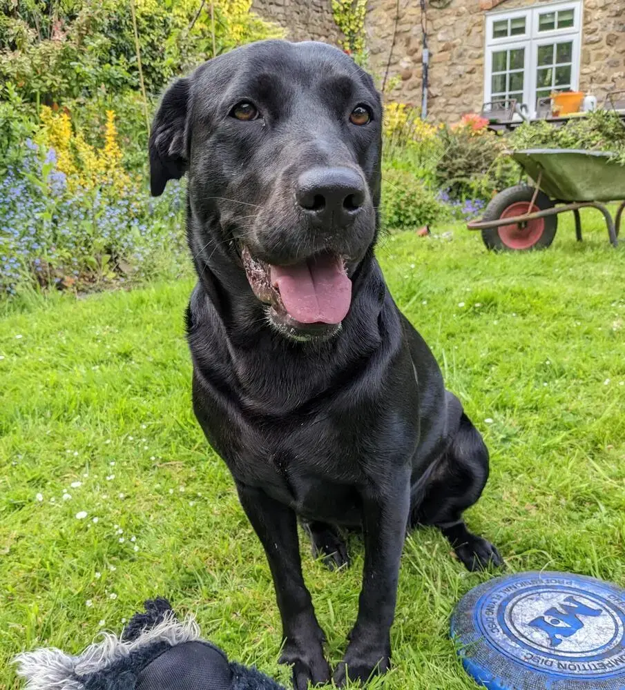 Labrador Retriever