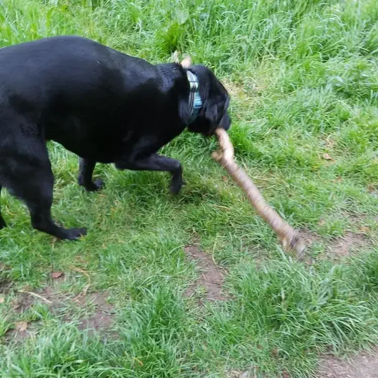 Labrador Retriever