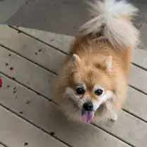 Pomeranian