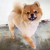 Pomeranian