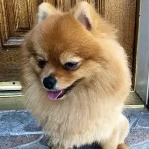 Pomeranian