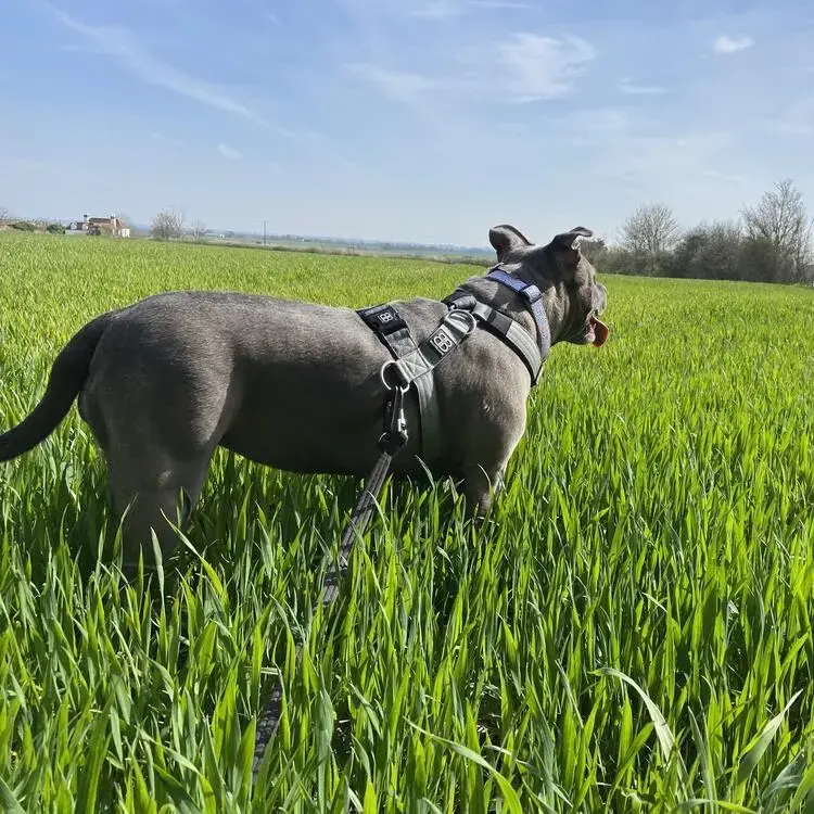 American Bulldog 