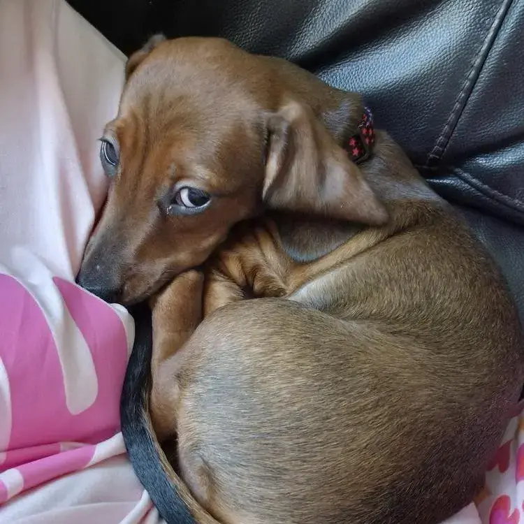 Dachshund (Miniature Smooth-Haired)
