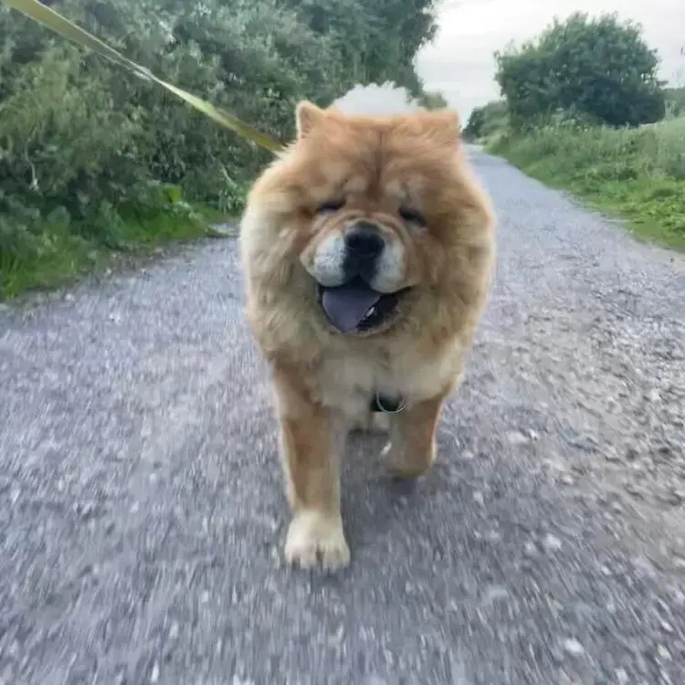 Chow Chow