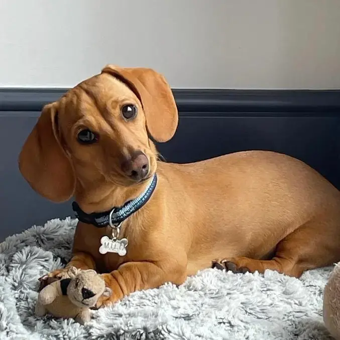 Dachshund (Miniature Smooth-Haired)