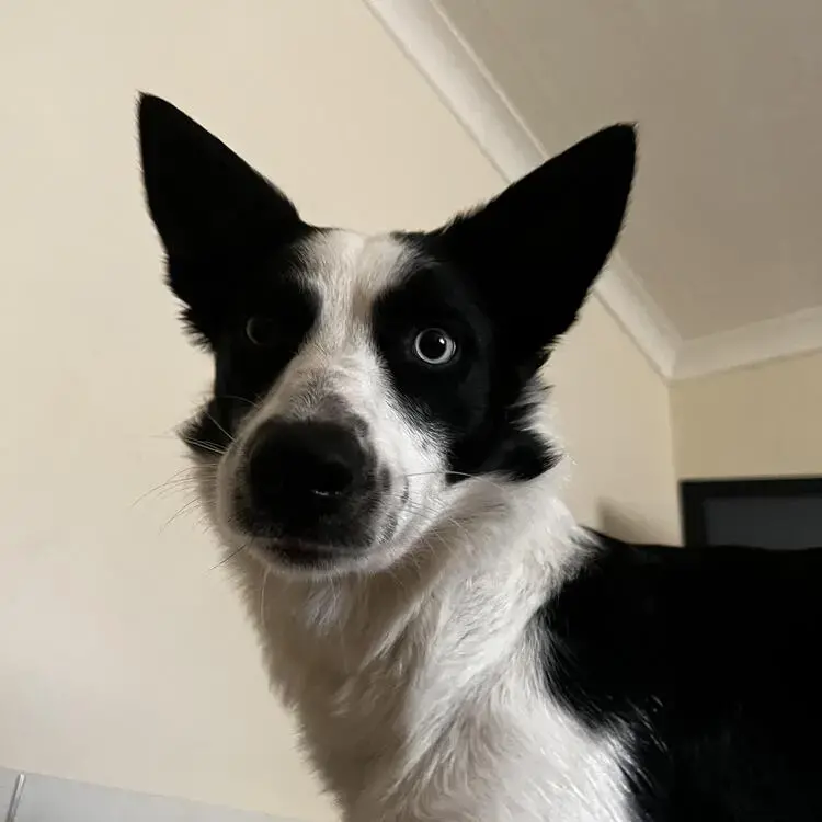 Border Collie