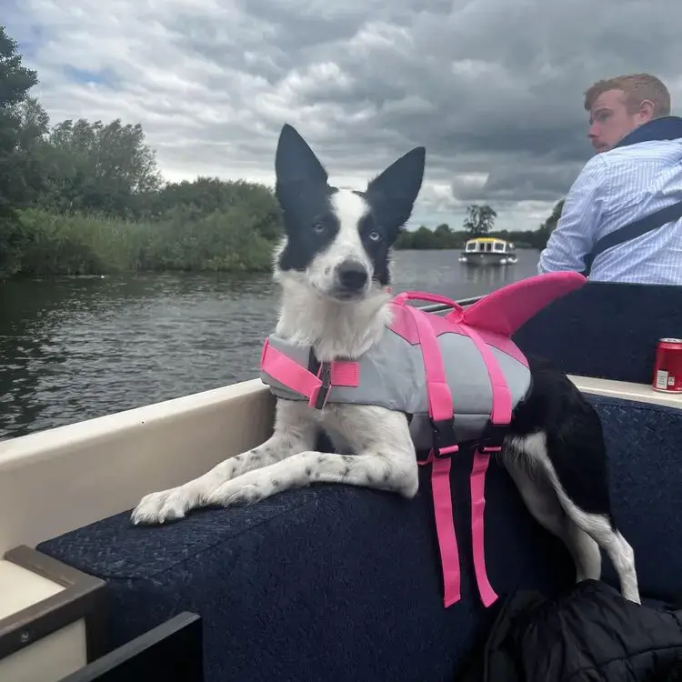 Border Collie