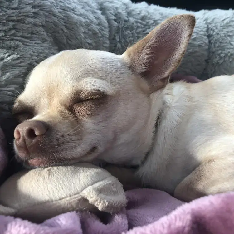 Chihuahua (Smooth Coat)